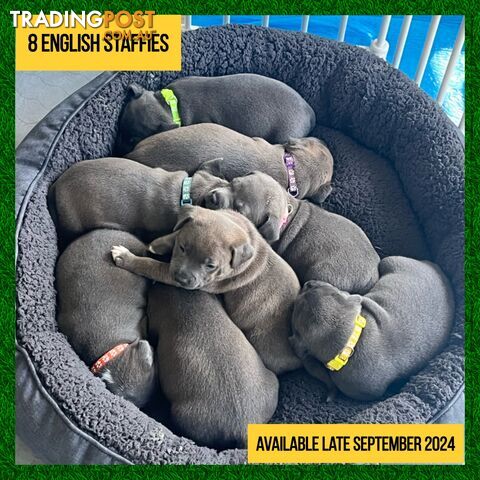 Blue English Staffordshire Puppies