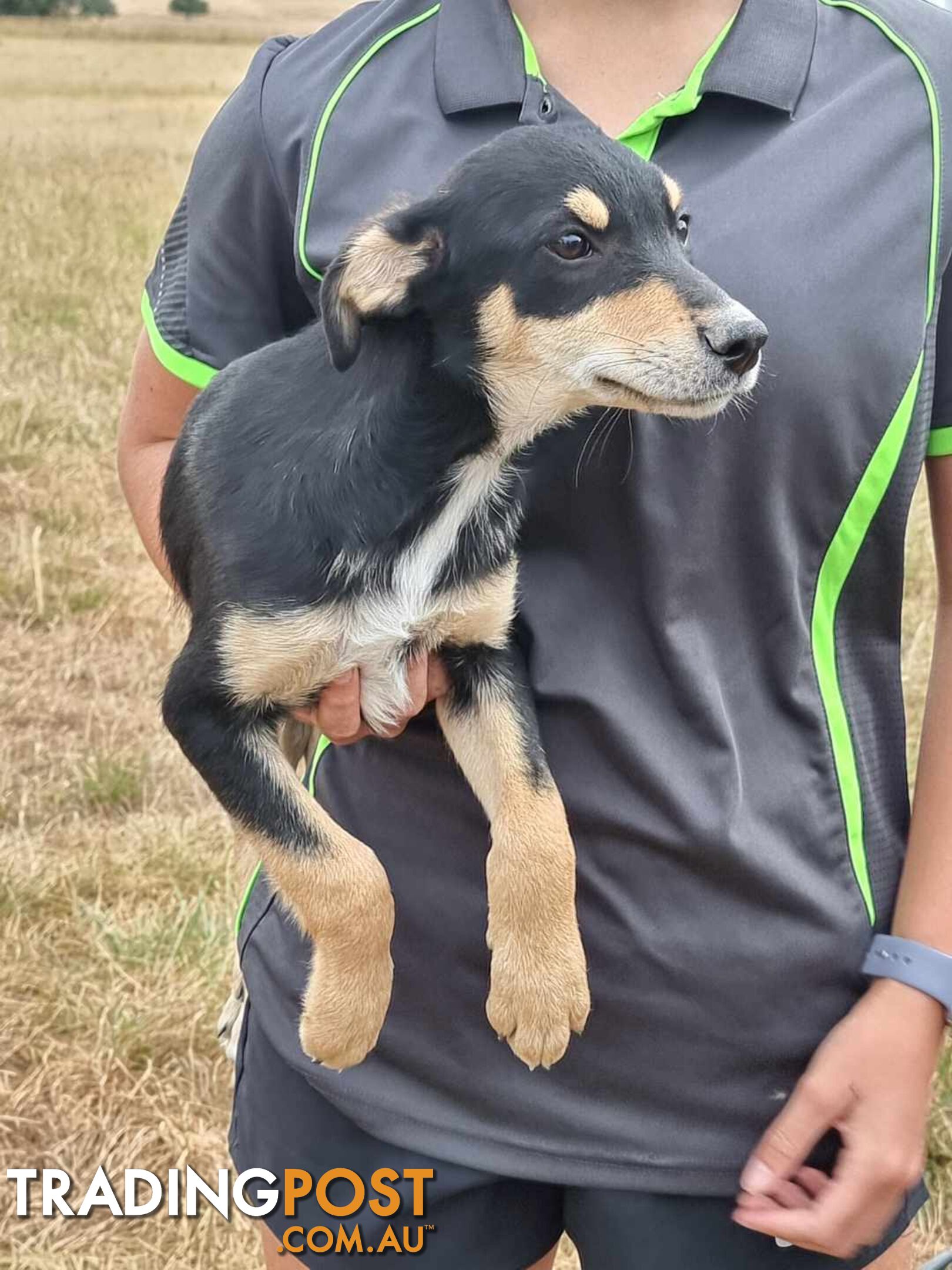 Kelpie - Collie Pups