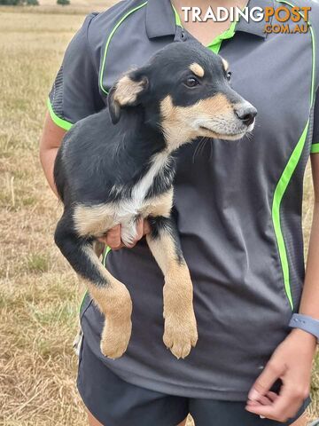 Kelpie - Collie Pups