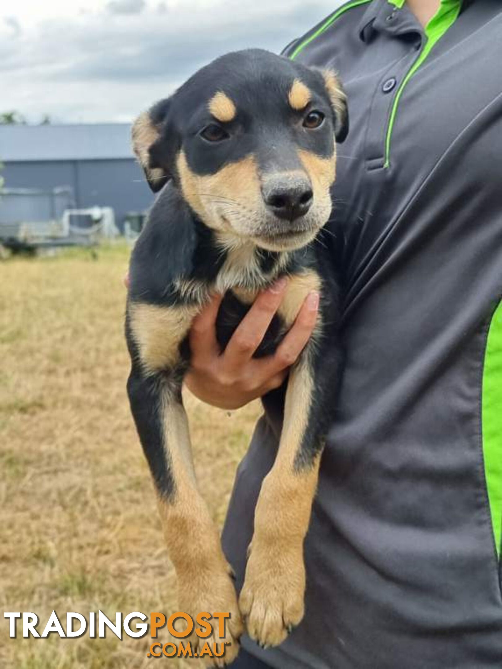 Kelpie - Collie Pups