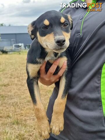 Kelpie - Collie Pups