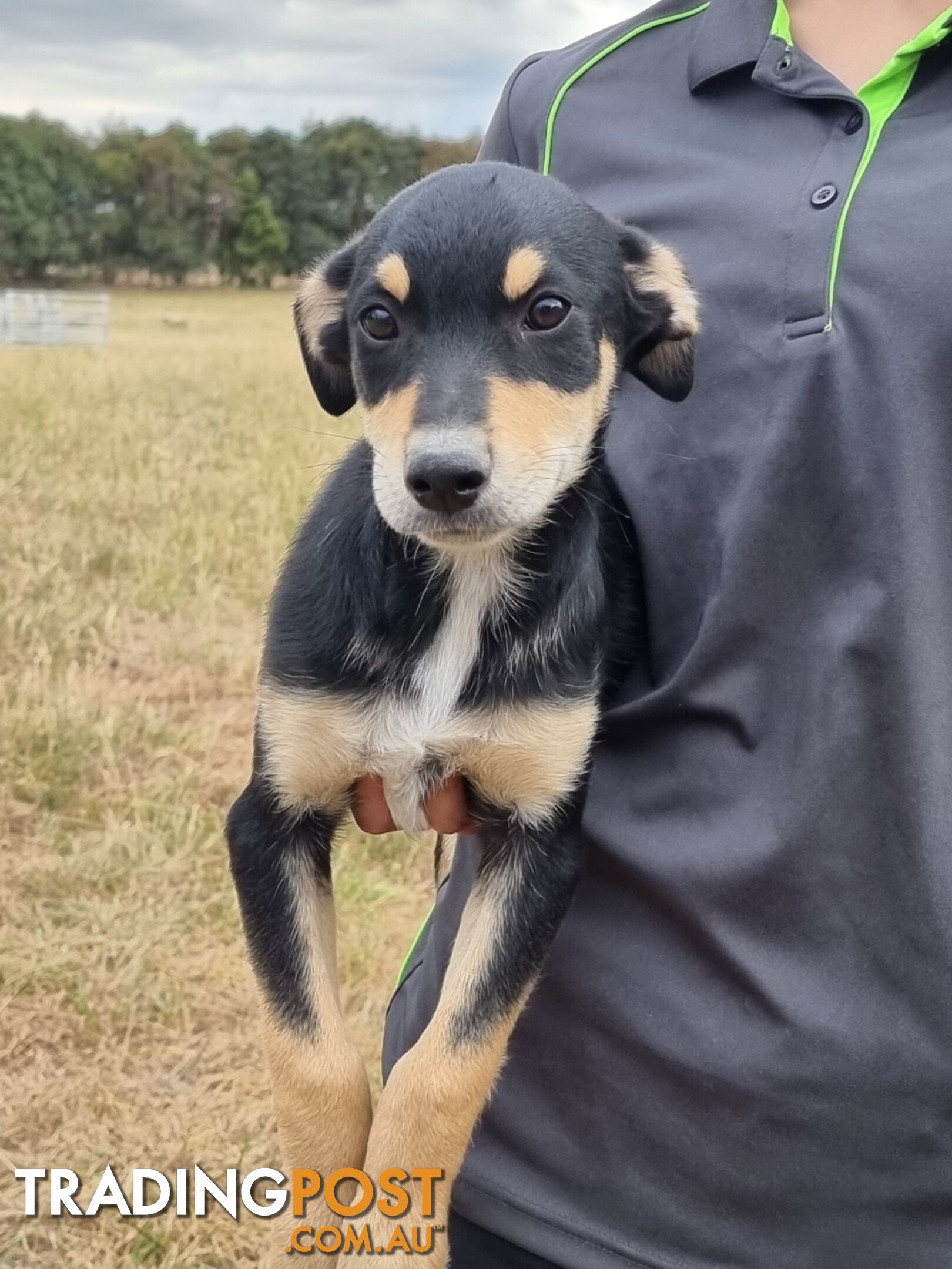 Kelpie - Collie Pups