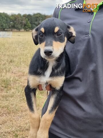 Kelpie - Collie Pups