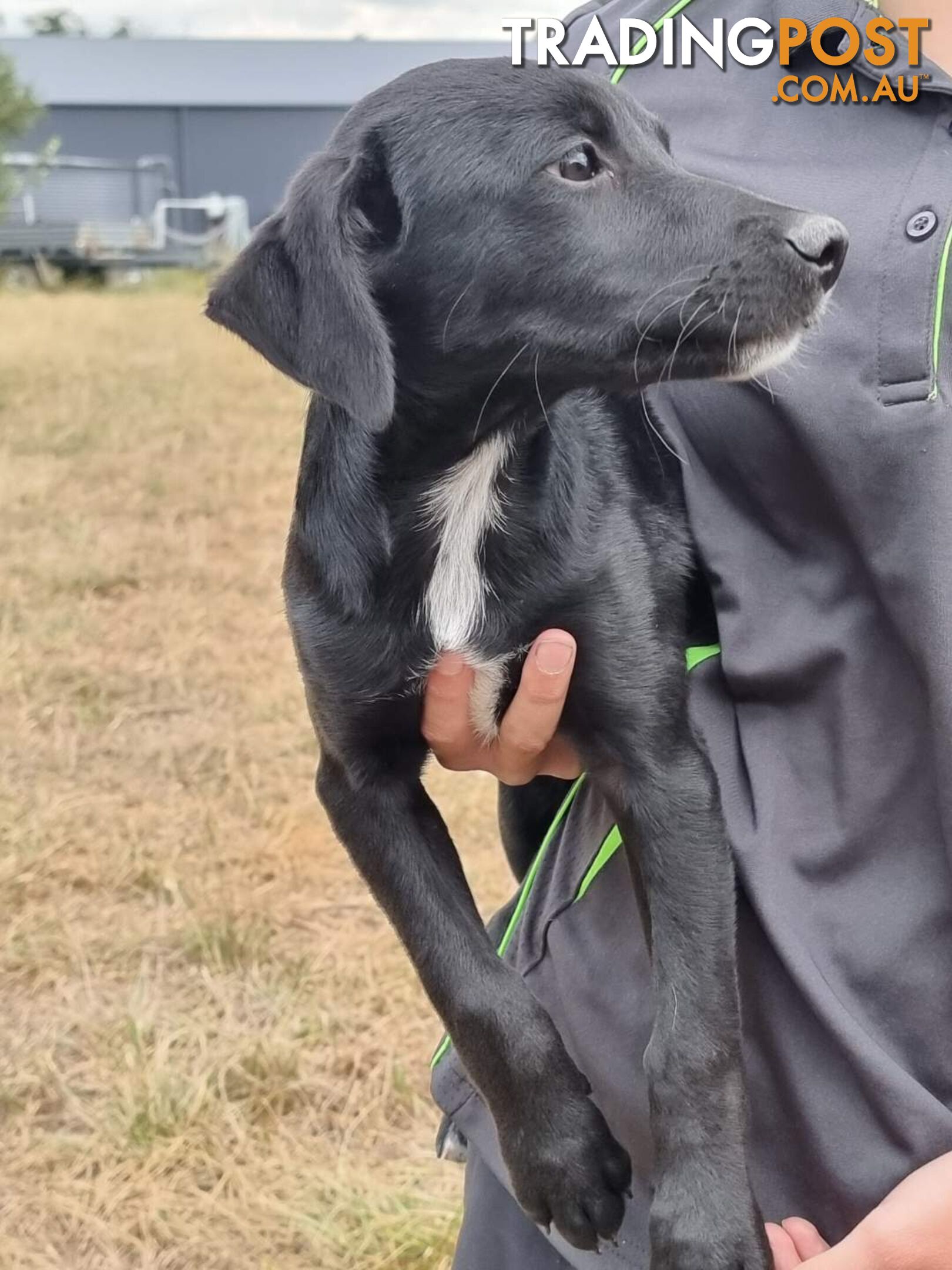 Kelpie - Collie Pups