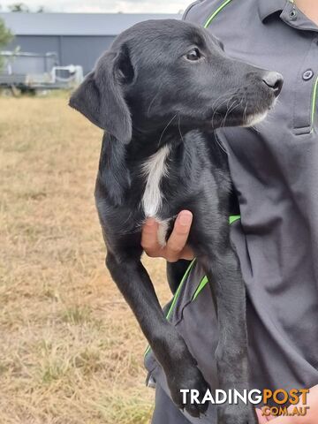 Kelpie - Collie Pups