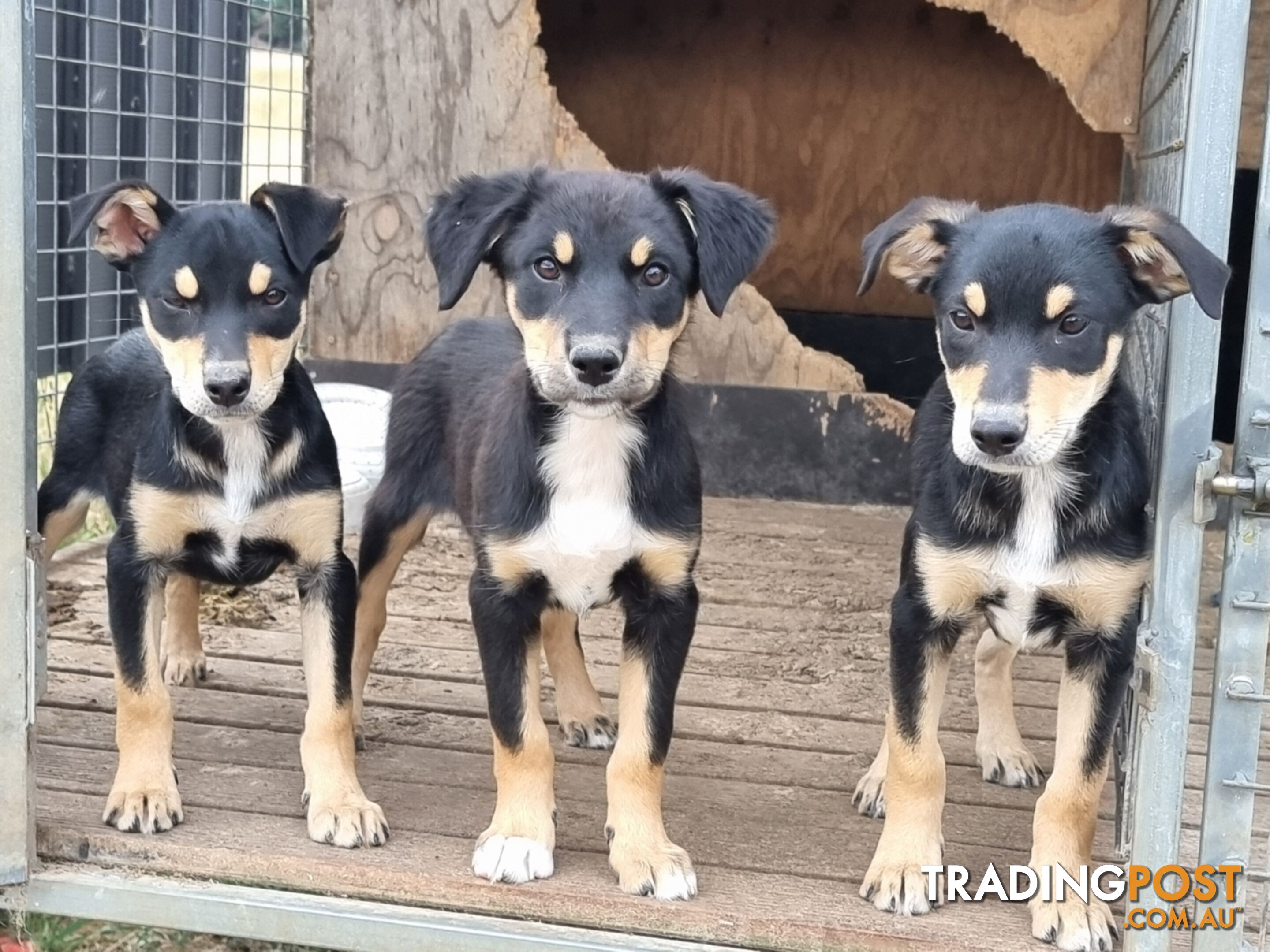 Kelpie - Collie Pups