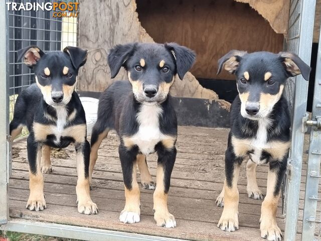 Kelpie - Collie Pups