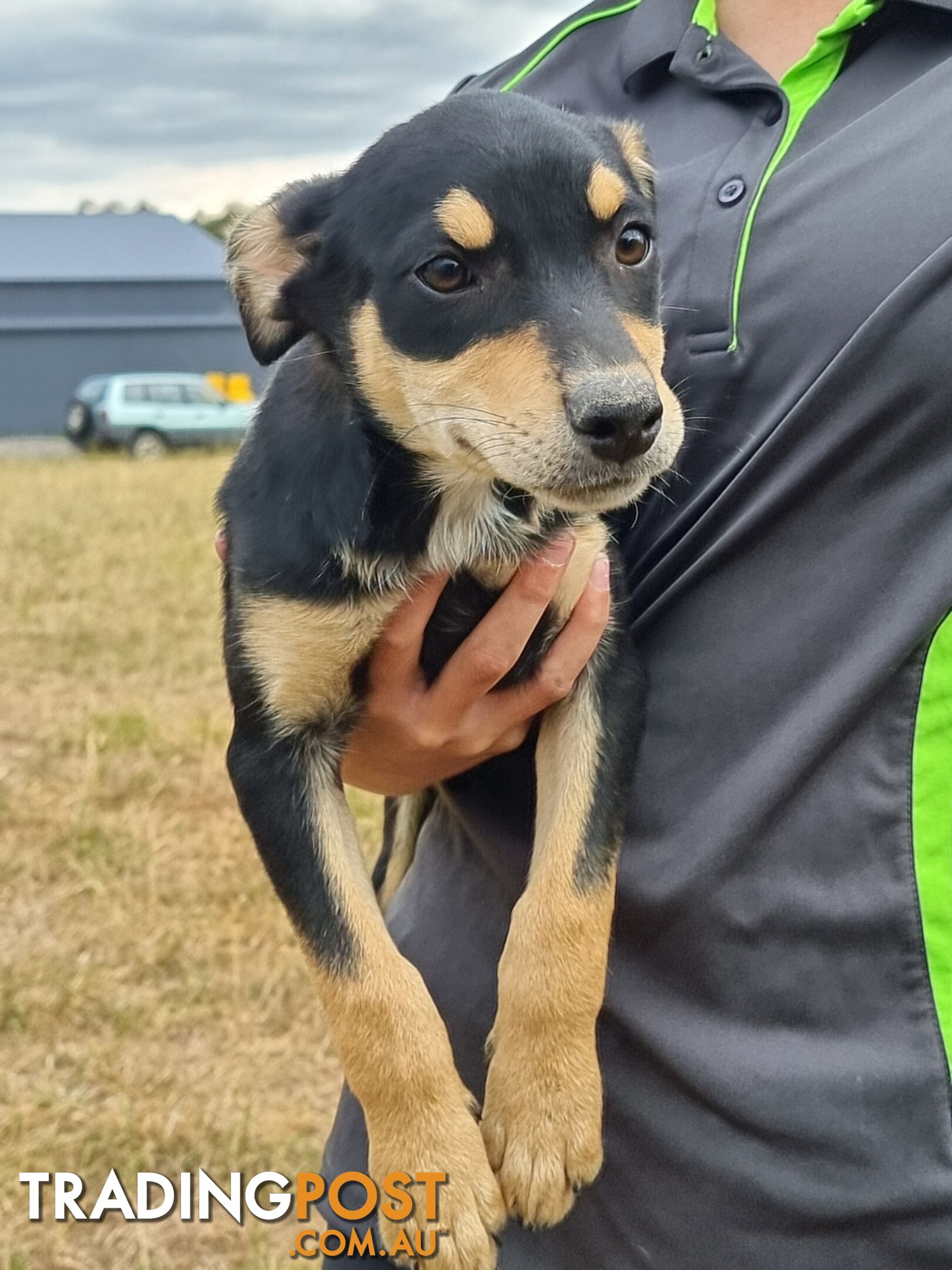 Kelpie - Collie Pups