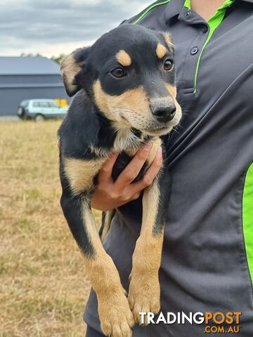 Kelpie - Collie Pups