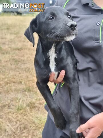 Kelpie - Collie Pups