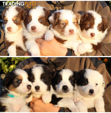 Australian Shepherd Puppies for sale
