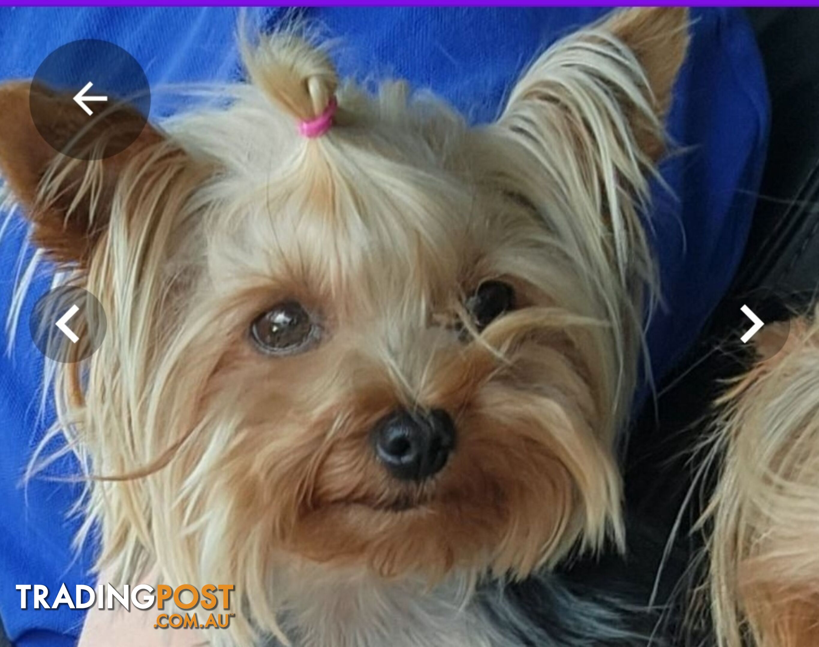 Yorkshire Terrier