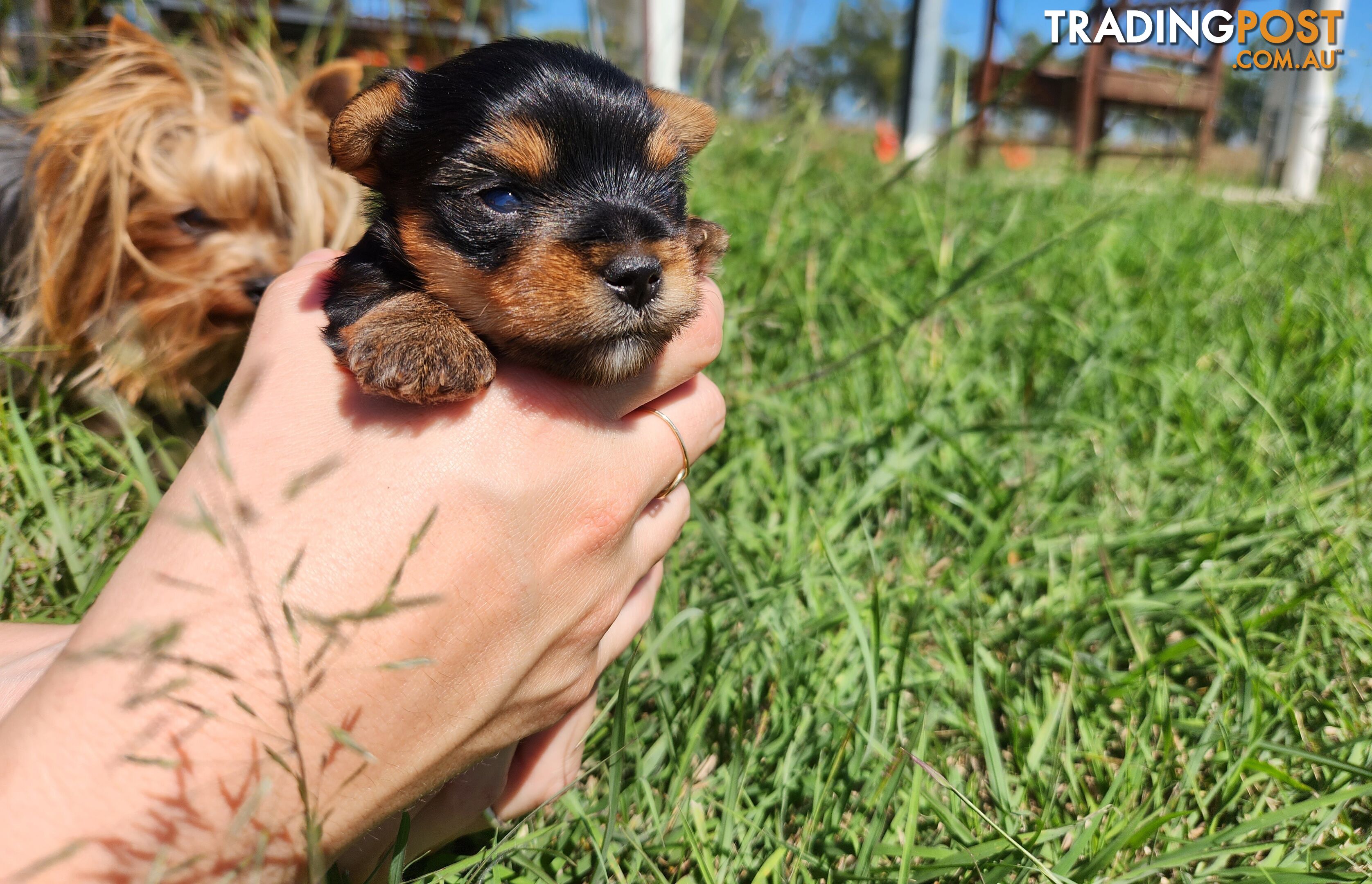 Yorkshire Terrier