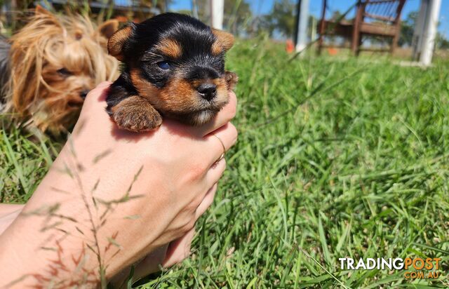 Yorkshire Terrier