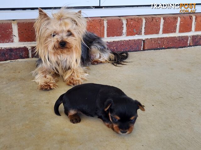 Yorkshire Terrier