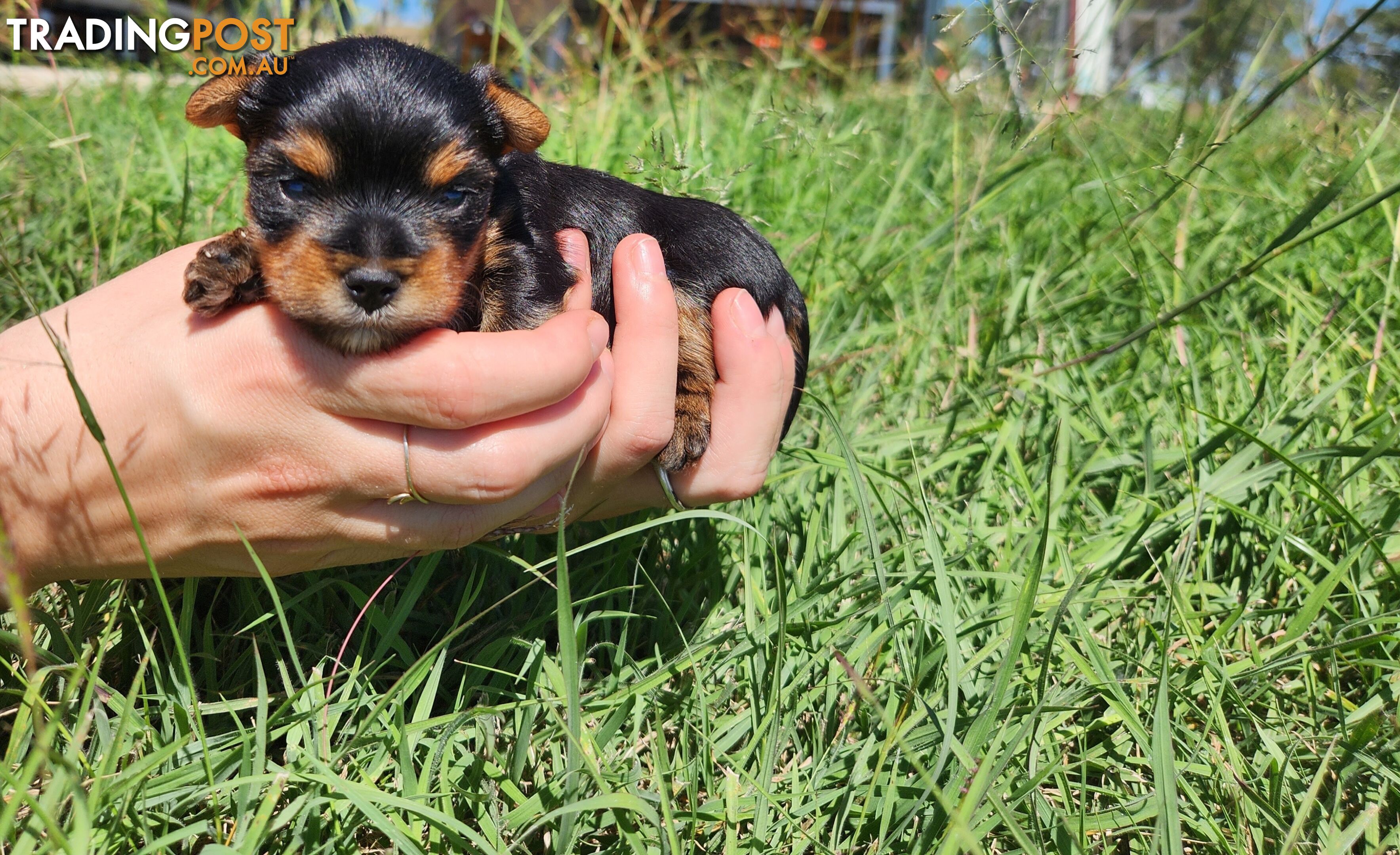 Yorkshire Terrier