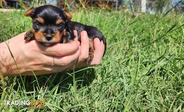 Yorkshire Terrier