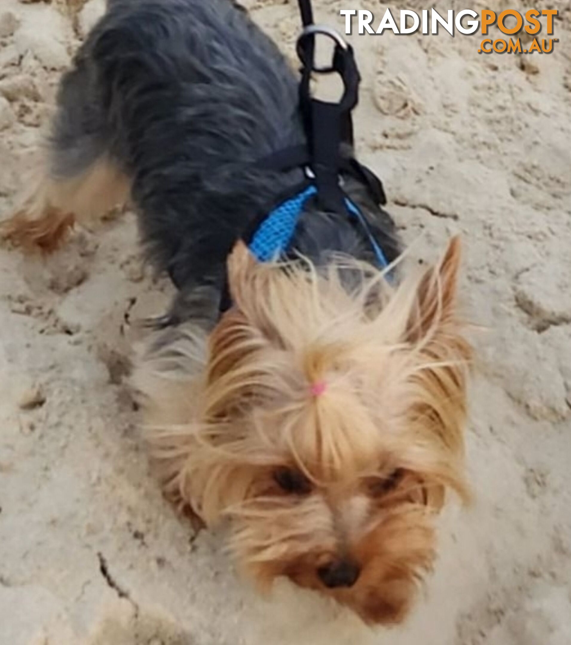 Yorkshire Terrier