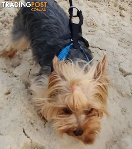 Yorkshire Terrier