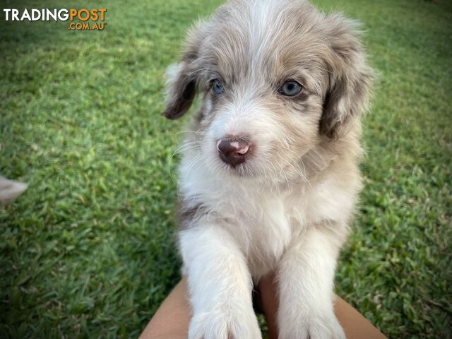 Minature Bordoodle Puppies - Border Collie / Poodle