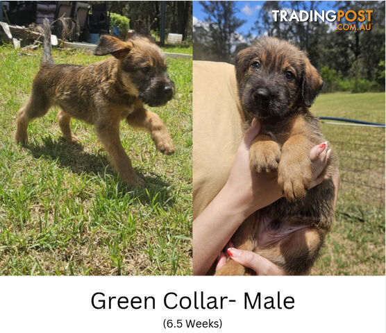 Wolfhound X Deerhound Puppies- Price Negotiable