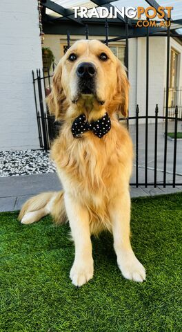 Adult Golden Retriever