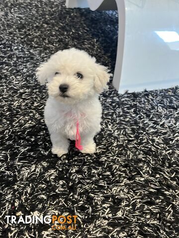 Bichon frise puppies for sale 2024 trading post