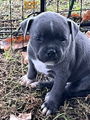 Pure Breed Blue Staffy