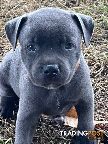 Pure Breed Blue Staffy