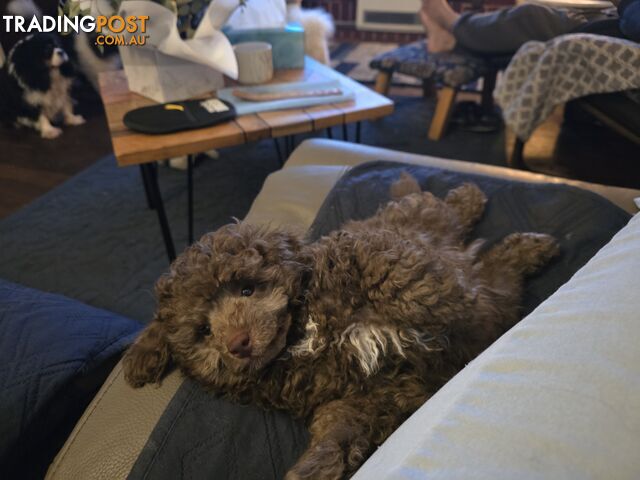 Cutest toy poodle boys