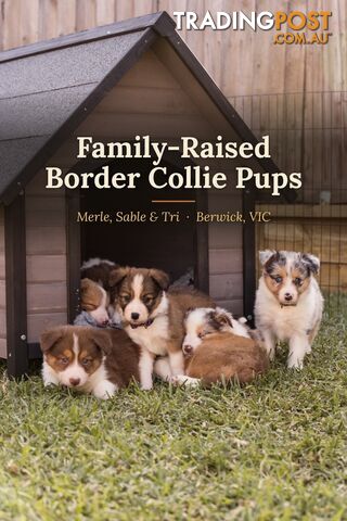 Family-Raised Border Collies | DNA Tested Parents | Merle, Sable & Tri