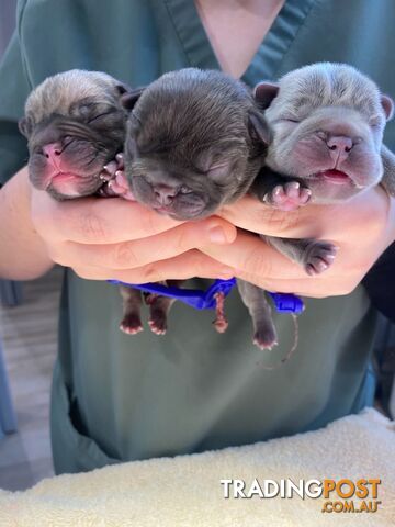 Little Fat Frenchies