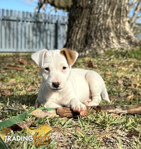 Jack Russel Pups For Sale