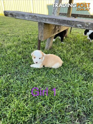 Border collie puppies