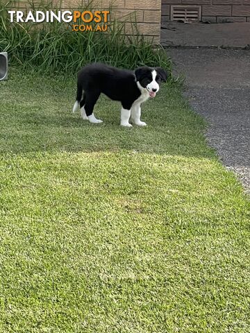 Pure bred border collie puppies