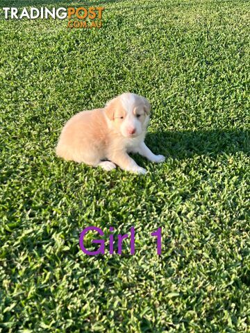 Pure bred border collie puppies