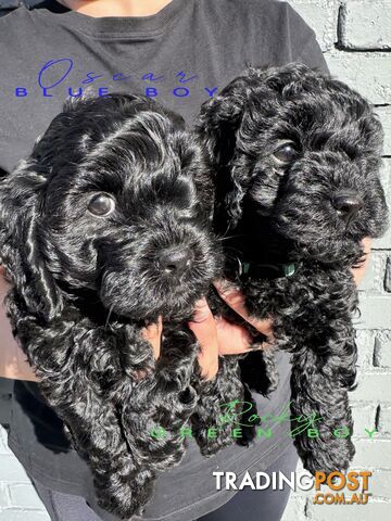 READY NOW ALL BLACK Toy Cavoodle Puppies