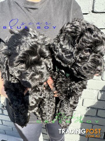 READY NOW ALL BLACK Toy Cavoodle Puppies