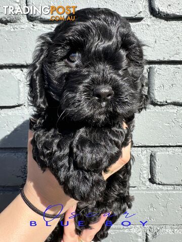 READY NOW ALL BLACK Toy Cavoodle Puppies