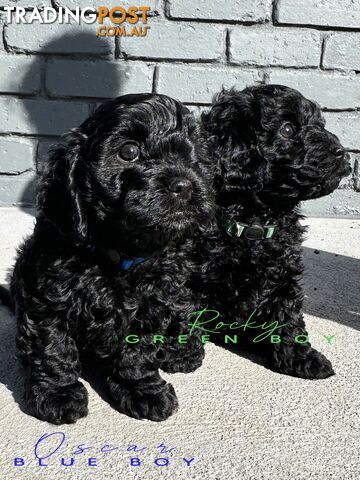 READY NOW ALL BLACK Toy Cavoodle Puppies