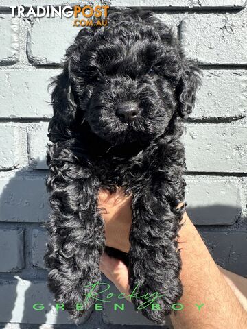 READY NOW ALL BLACK Toy Cavoodle Puppies