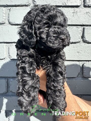 READY NOW ALL BLACK Toy Cavoodle Puppies