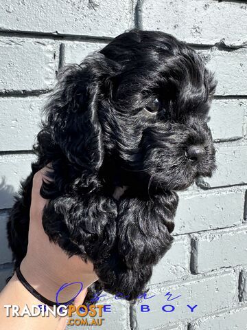 READY NOW ALL BLACK Toy Cavoodle Puppies