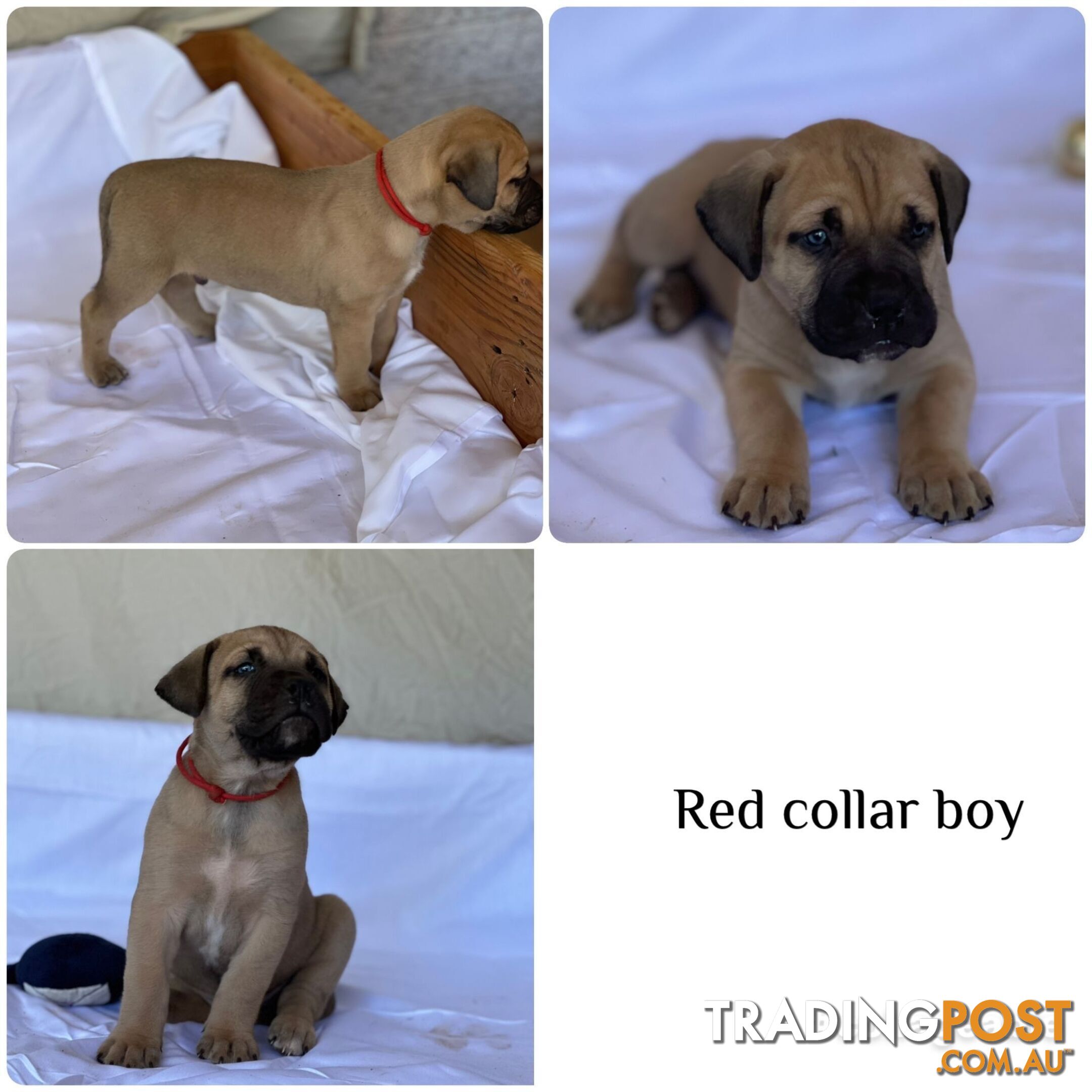 BOERBOEL X Bullmastiff puppies