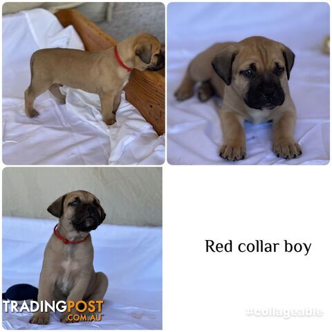 BOERBOEL X Bullmastiff puppies