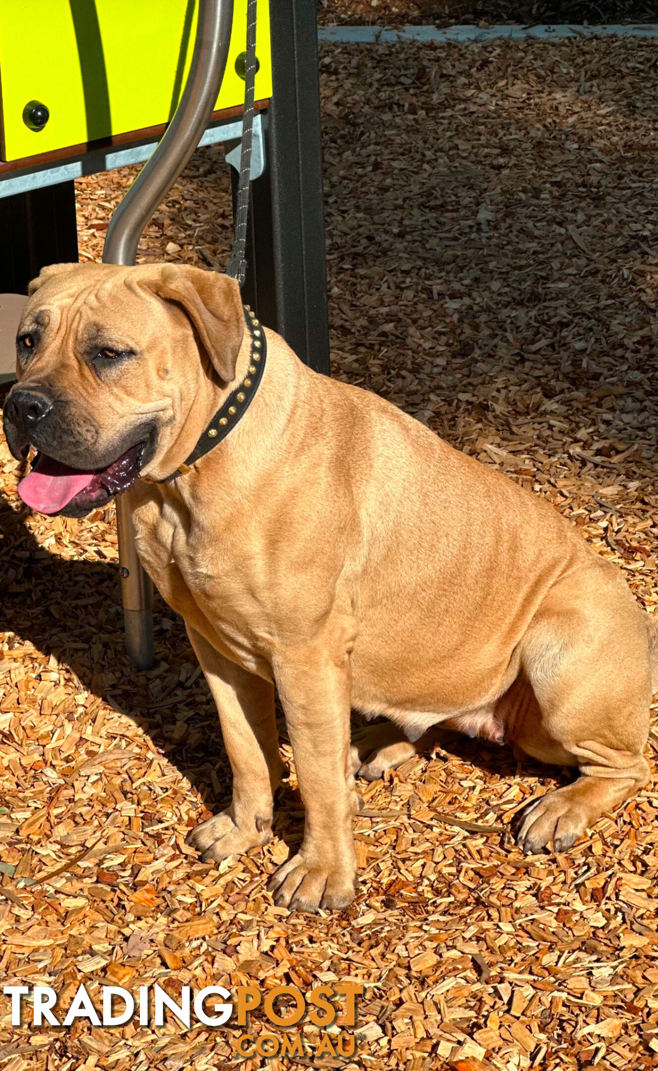 BOERBOEL X Bullmastiff puppies