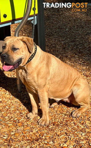 BOERBOEL X Bullmastiff puppies