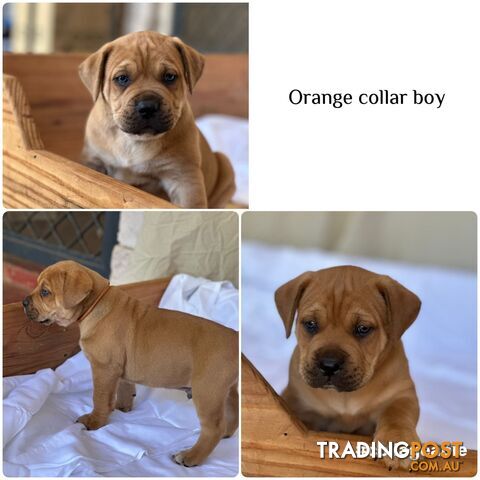 BOERBOEL X Bullmastiff puppies