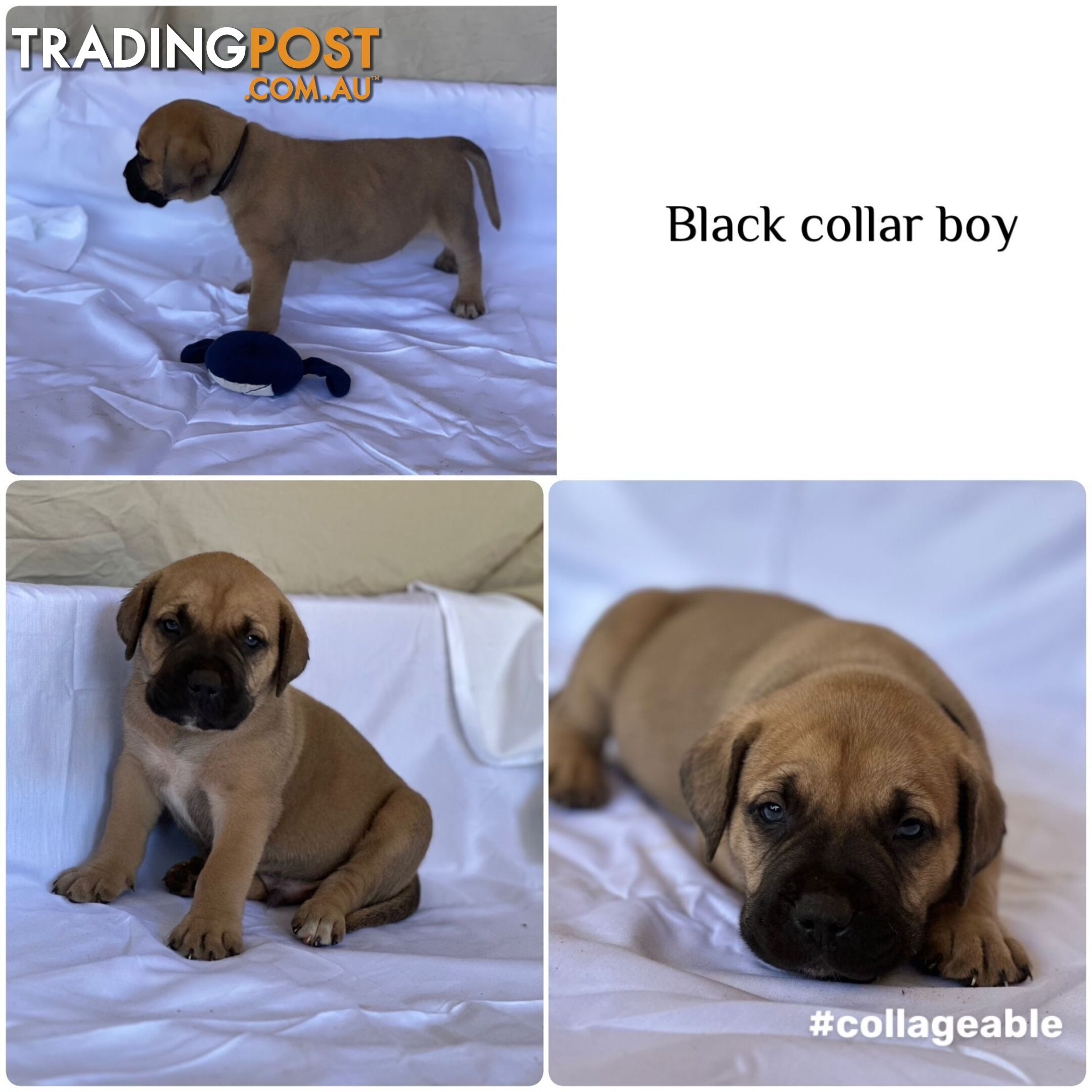 BOERBOEL X Bullmastiff puppies