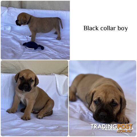 BOERBOEL X Bullmastiff puppies